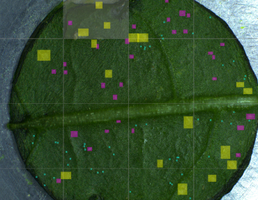 Aris vision System - Counting pest insects