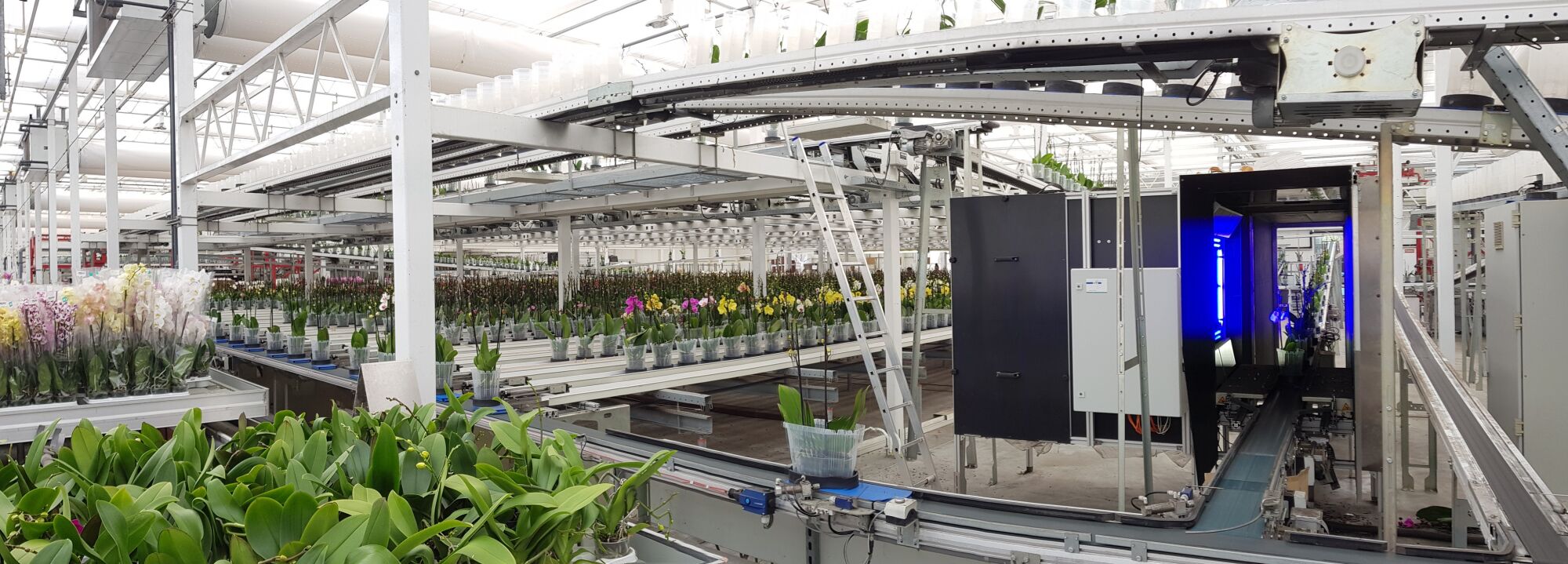 Aris Vision Systeem - Fenotyperen Phalaenopsis JMP Polen