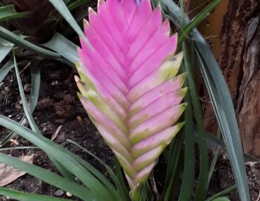 Bromelia - Bloemen tellen