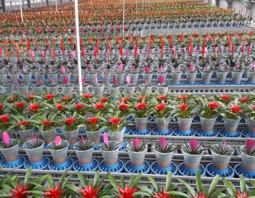 Buffer Bromelia