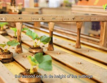 Sorting Begonia cuttings in 4 different sizes