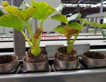 Grading Begonia cuttings with shoot height and size